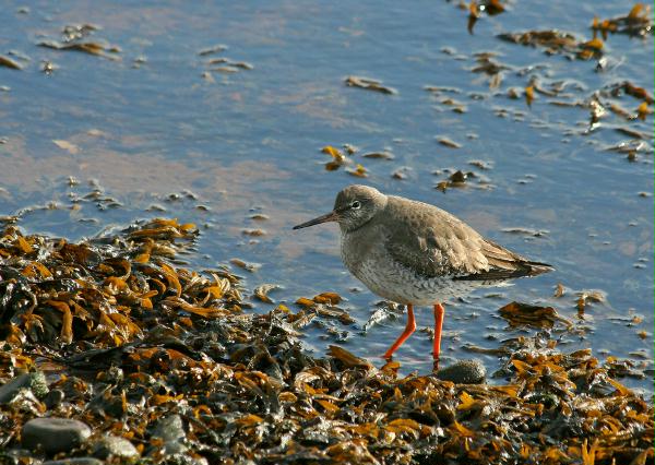 Redshank <i>Tringa totanus</i>