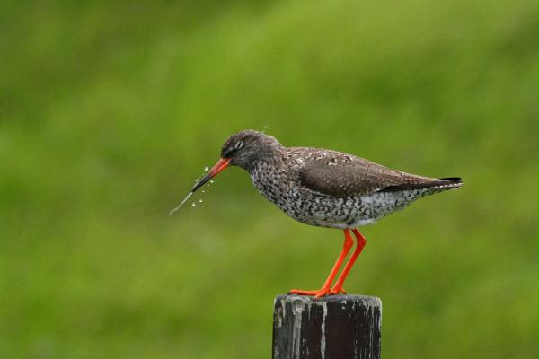 Redshank <i>Tringa totanus</i>