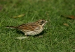 Reed Bunting