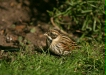 Reed Bunting