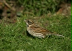 Reed Bunting