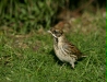 Reed Bunting