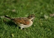 Reed Bunting
