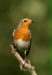 Robin <i>Erithacus rubecula</i>