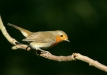 Robin <i>Erithacus rubecula</i>