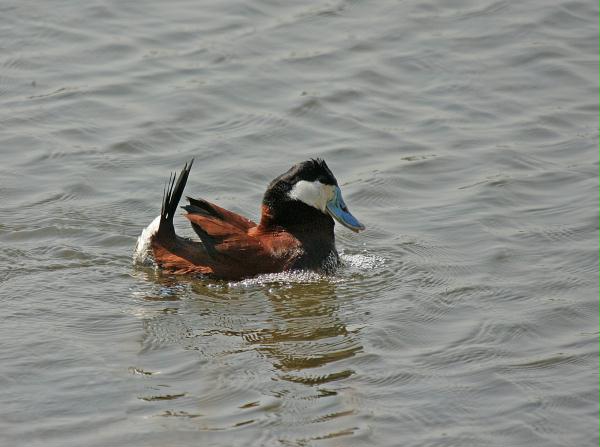 Ruddy Duck <i>Oxyura jamaicensis</i>