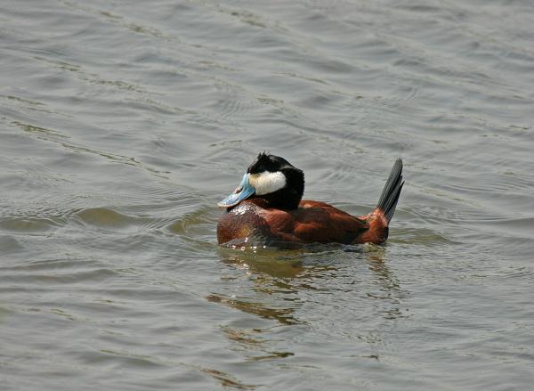 Ruddy Duck <i>Oxyura jamaicensis</i>