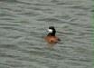 Ruddy Duck