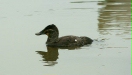 Ruddy Duck