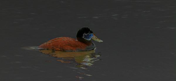 Ruddy Duck <i>Oxyura jamaicensis</i>
