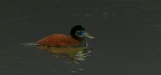 Ruddy Duck