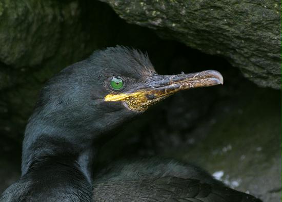 Shag <i>Phalacrocorax aristotelis</i>