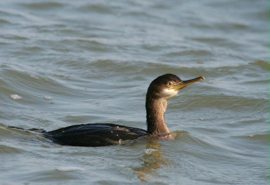 Shag <i>Phalacrocorax aristotelis</i>
