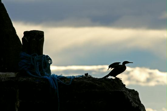 Shag <i>Phalacrocorax aristotelis</i>