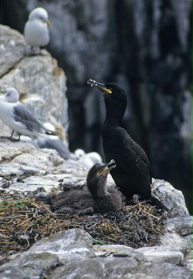 Shag <i>Phalacrocorax aristotelis</i>