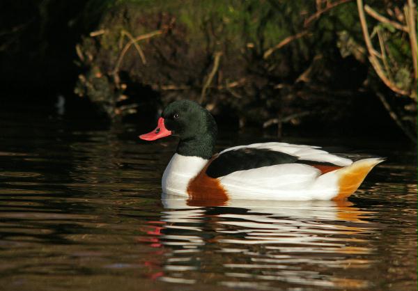 Shelduck <i>Tadorna tadorna</i>