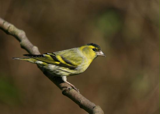 Siskin <i>Carduelis spinus</i>