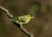 Siskin