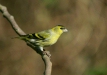 Siskin