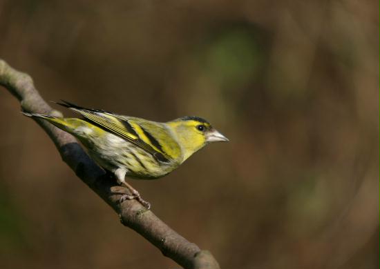 Siskin <i>Carduelis spinus</i>