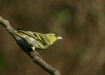 Siskin