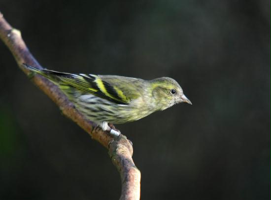 Siskin <i>Carduelis spinus</i>