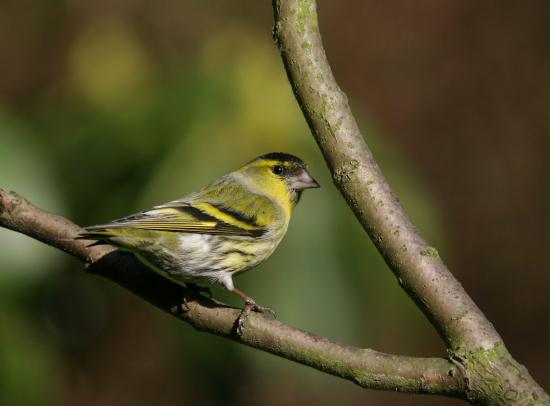 Siskin <i>Carduelis spinus</i>