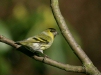 Siskin