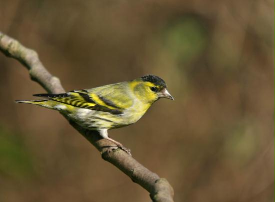 Siskin <i>Carduelis spinus</i>