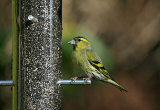 Siskin <i>Carduelis spinus</i>