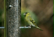 Siskin