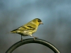 Siskin