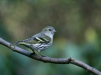 Siskin