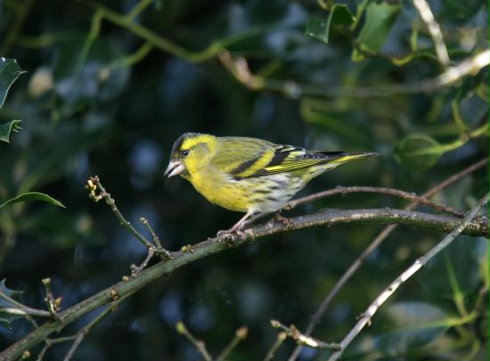 Siskin <i>Carduelis spinus</i>