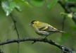 Siskin