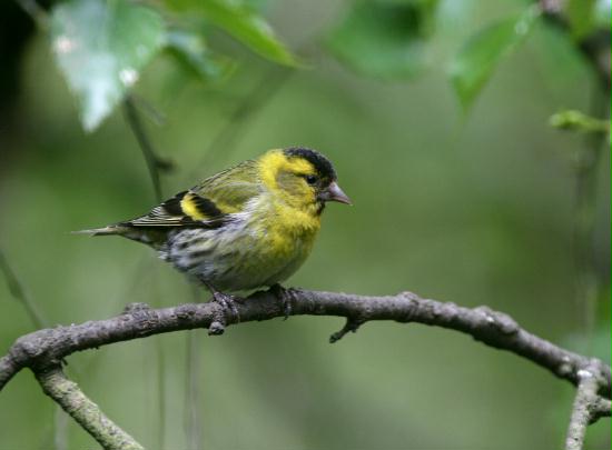 Siskin <i>Carduelis spinus</i>