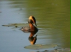 Slavonian Grebe