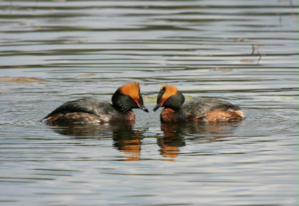 Slavonian Grebe <i>Podiceps auritus</i>