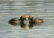 Slavonian Grebe