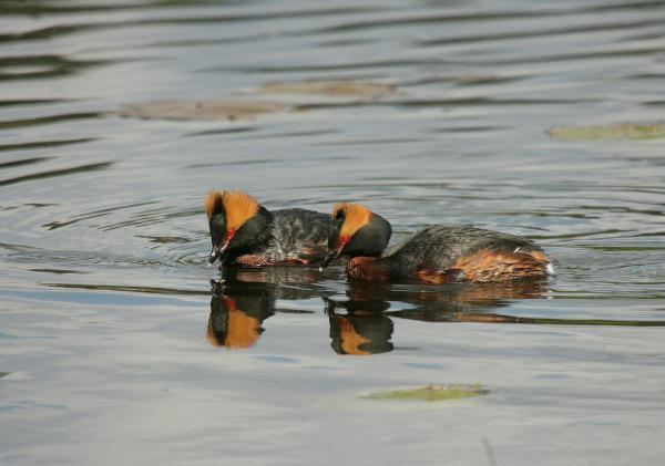 Slavonian Grebe <i>Podiceps auritus</i>