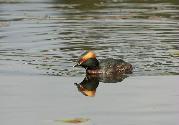 Slavonian Grebe <i>Podiceps auritus</i>