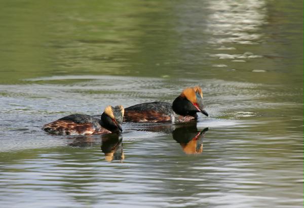 Slavonian Grebe <i>Podiceps auritus</i>