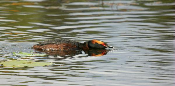 Slavonian Grebe <i>Podiceps auritus</i>