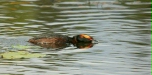 Slavonian Grebe