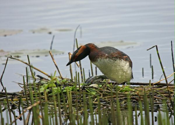 Slavonian Grebe <i>Podiceps auritus</i>