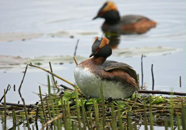 Slavonian Grebe <i>Podiceps auritus</i>