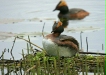 Slavonian Grebe