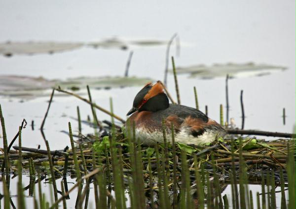 Slavonian Grebe <i>Podiceps auritus</i>
