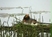 Slavonian Grebe