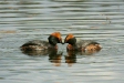 Slavonian Grebe